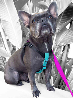 Frenchie puppy wearing a black and bright blue harness by MAGNUS Canis.