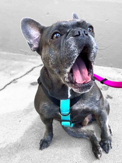 A french bulldog harness on a cute blue frenchie that is yawning.