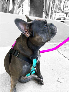 MAGNUS Canis black purple and blue french bulldog harness on a frenchie.