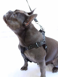 French bulldog wearing a black strap frenchie harness.