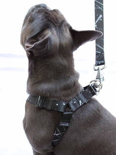 Blue brindle frenchie wearing a MAGNUS Canis strutt harness.