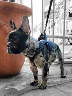 Merle french bulldog puppy wearing a MAGNUS Canis french bulldog harness.