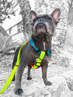 A french bulldog wearing the strutt harness in dark teal neon yellow hot pink by MAGNUS Canis.
