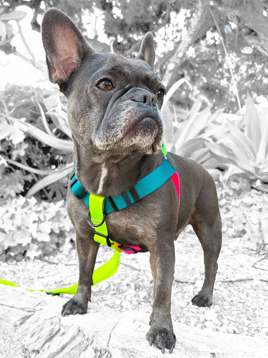Blue frenchie looking to the side as it wears a MAGNUS Canis multi colored frenchie harness.