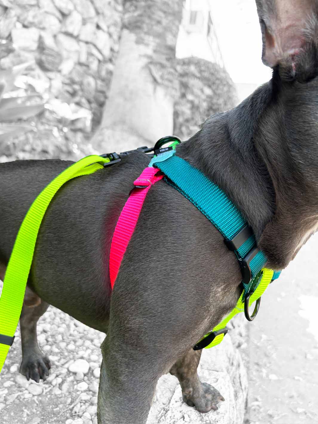 Multi colored french bulldog harness by MAGNUS Canis.