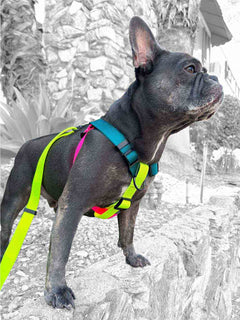 French bulldog boy wearing a limited edition french bulldog harness by MAGNUS Canis.