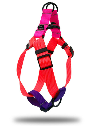 Orange neon pink and purple nylon strap frenchie harness.