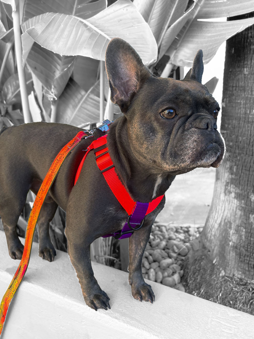 French bulldog nylon strap harness with magnetic buckle in neon orange and purple by MAGNUS Canis.