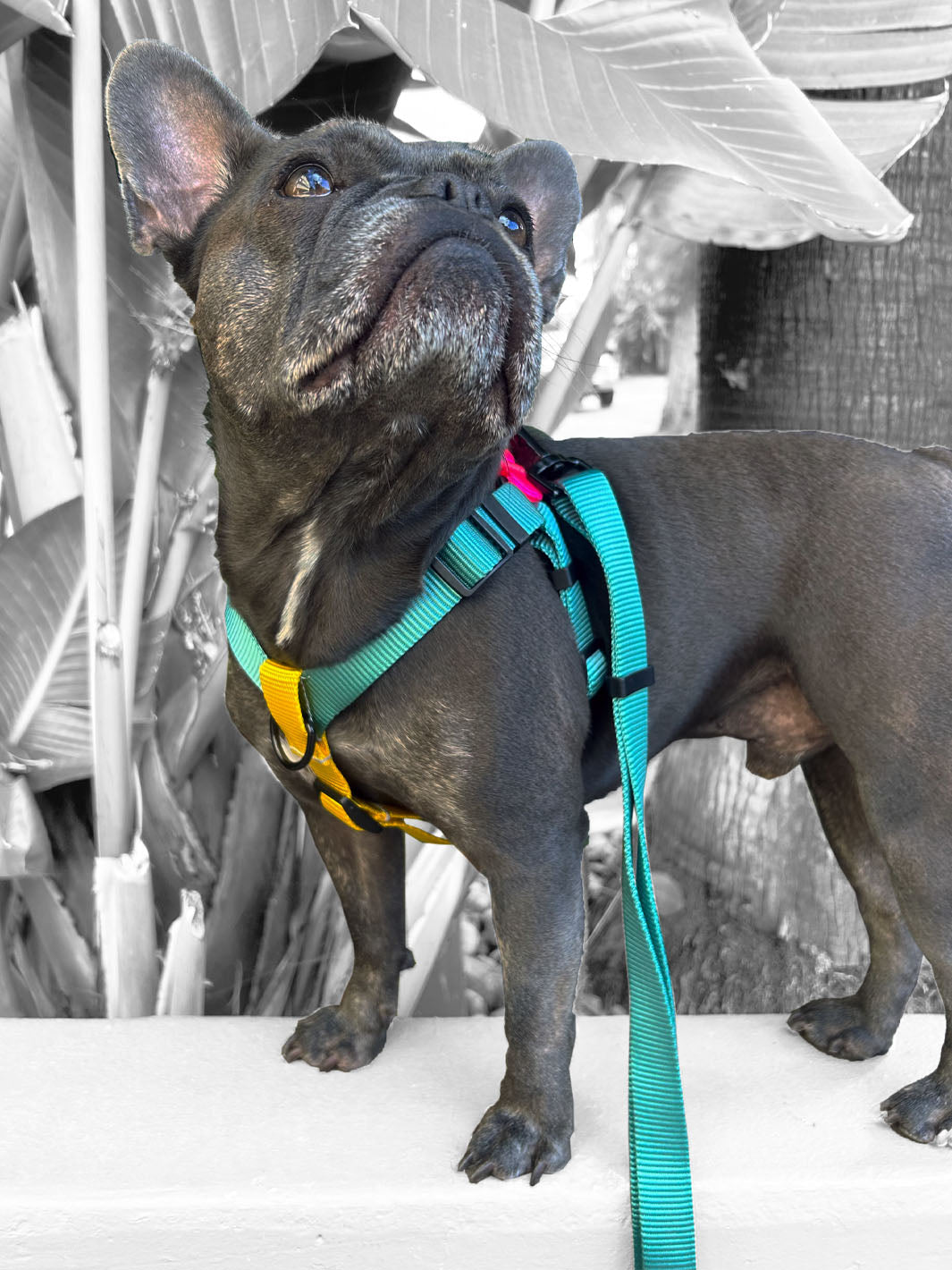 Frenchie looking up and wearing a MAGNUS Canis frenchie harness.