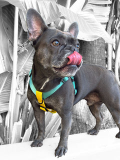 Blue french bulldog licking its lips and wearing a MAGNUS Canis dog harness in fun colors.
