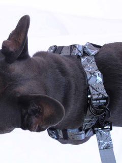The magnetic buckle on silver strap frenchie harness by MAGNUS Canis.