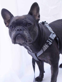 French bulldog wearing a hand painted strap harness for french bulldogs.