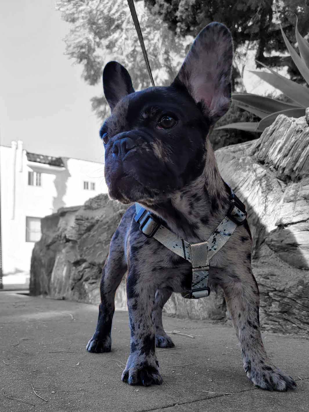 Merle frenchie puppy wearing a silver french bulldog harness by MAGNUS Canis.