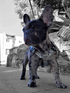 Merle frenchie puppy wearing a silver french bulldog harness by MAGNUS Canis.