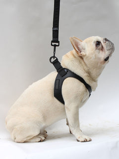 Cream french bulldog wearing a vegan leather harness by MAGNUS Canis.