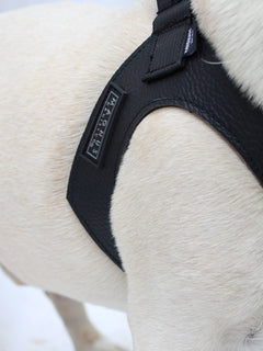 Side view close up detail of black vegan leather french bulldog harness.