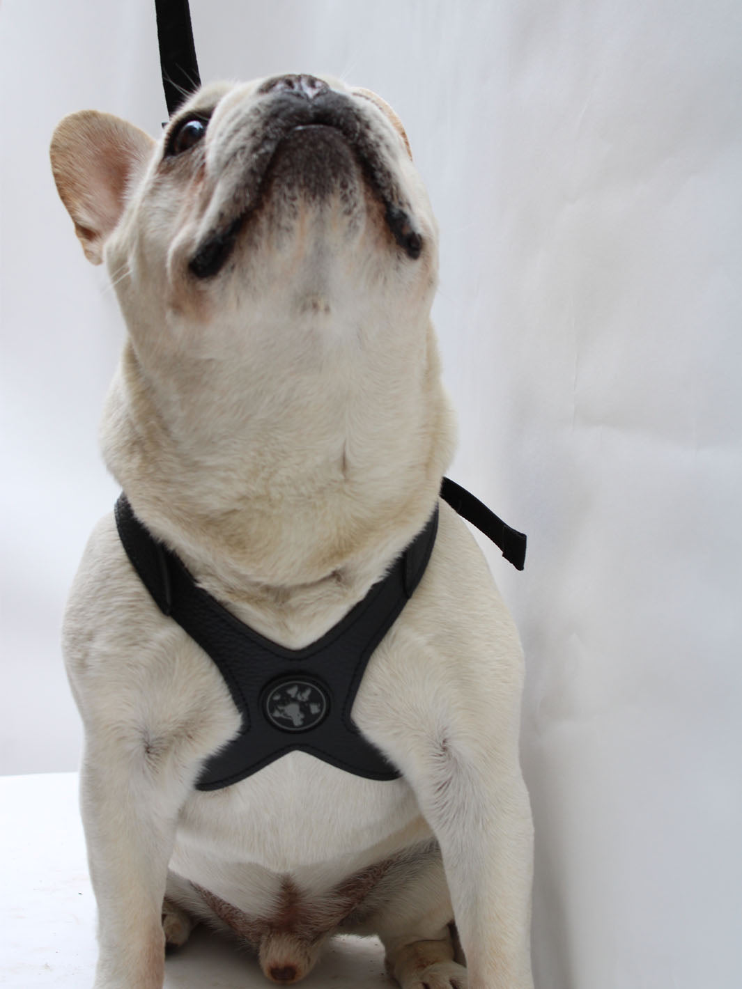 French bulldog looking upwards and wearing a black vegan leather harness by MAGNUS Canis.