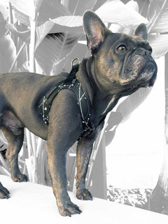 Blue brindle french bulldog wearing black and white pattern dog harness by MAGNUS Canis.