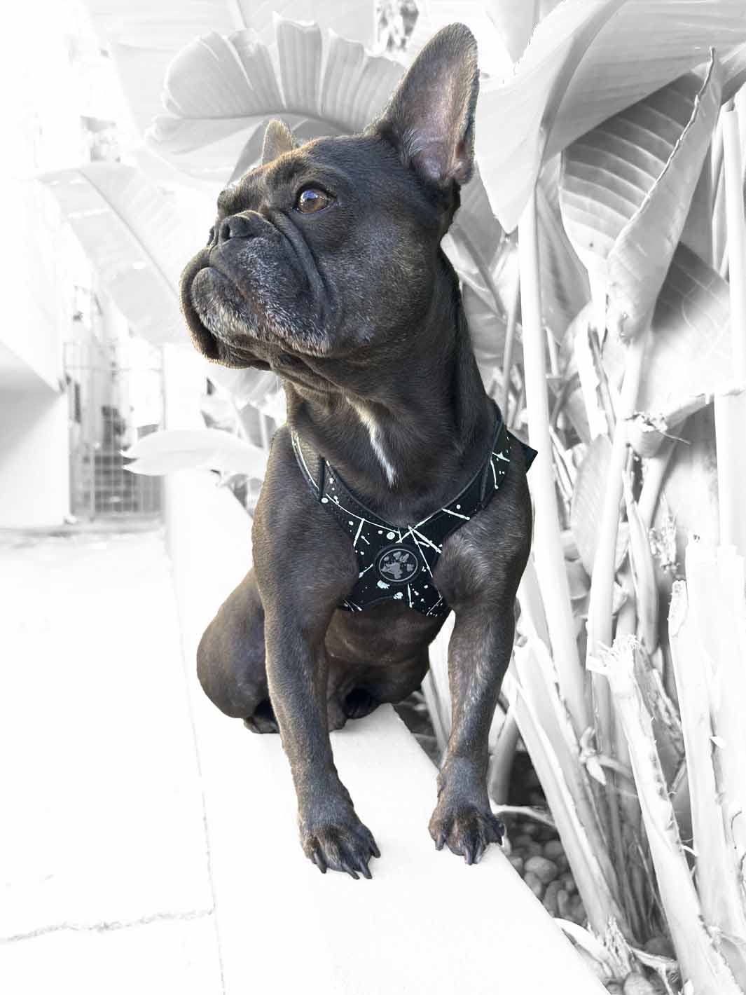 The MAGNUS Canis black vegan leather frenchie harness worn by a cute small dog sitting.
