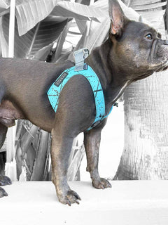 Bright blue french bulldog harness as seen from the right side of the frenchie wearing it.