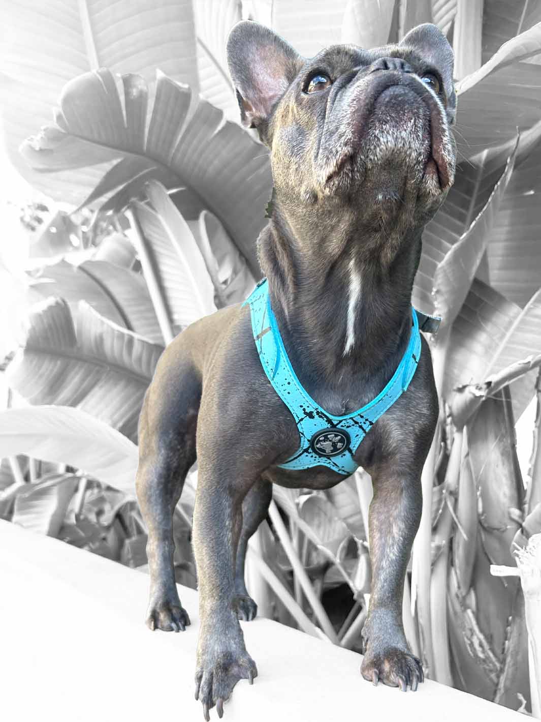 A brindle dog looking up and wearing a light blue vegan leather frenchie harness by MAGNUS Canis.