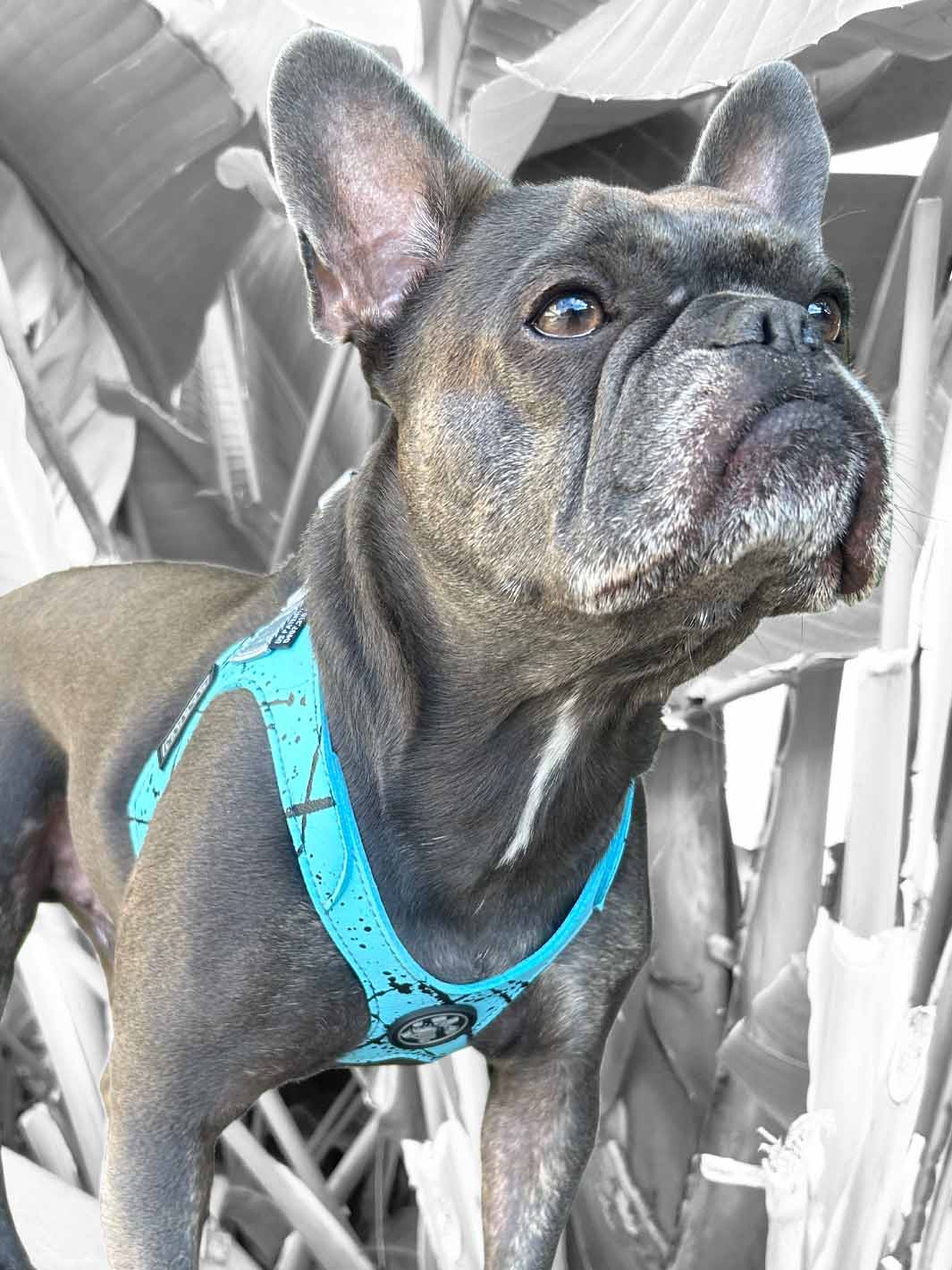 Close up of a french bulldog wearing the limited edition MAGNUS Canis dog harness.