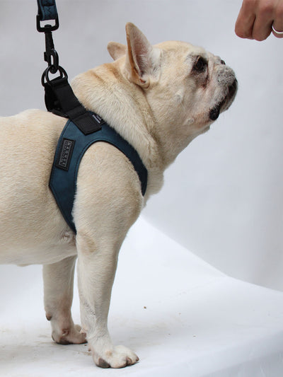 Profile of a cream frenchie wearing the dark blue vegan leather harness with magnetic buckle visible by MAGNUS Canis.