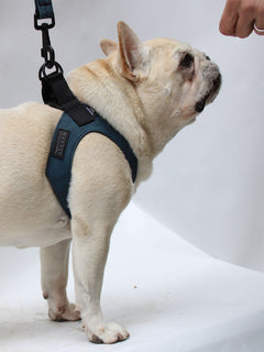 Profile of a cream frenchie wearing the dark blue vegan leather harness with magnetic buckle visible by MAGNUS Canis.