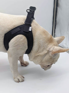 MAGNUS Canis custom made repurposed denim french bulldog harness on a cream dog.