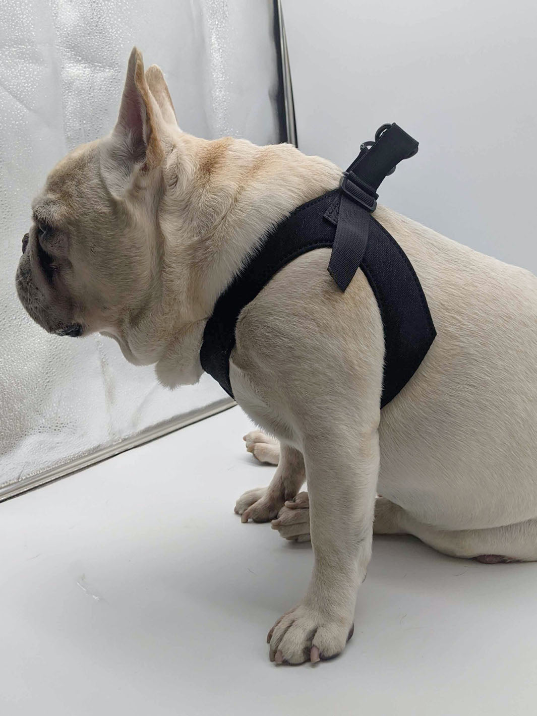 A cream french bulldog sits thinking his day through while wearing the MAGNUS Canis tugger frenchie harness.
