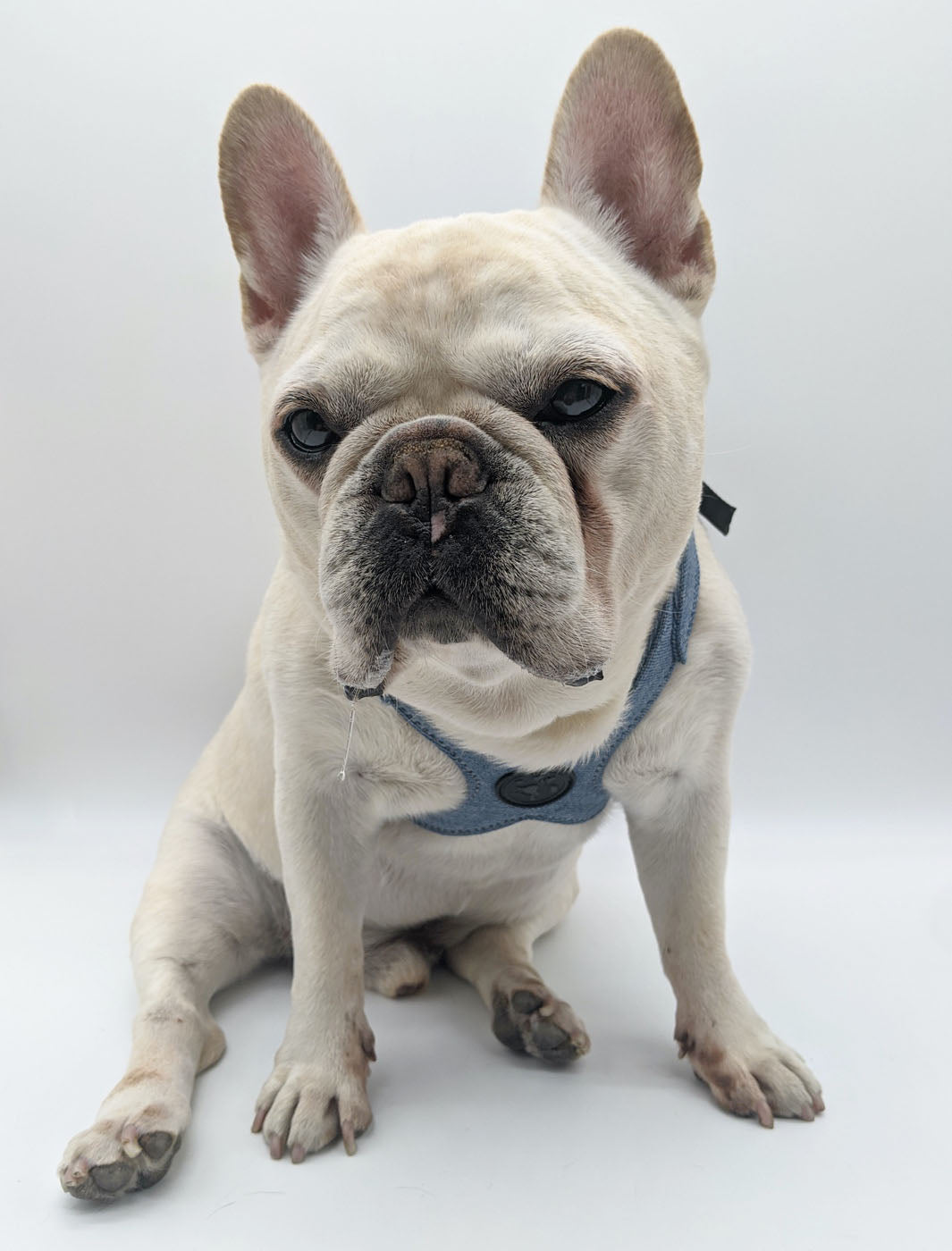 A cream french bulldog sits drooling while wearing his blue denim dog harness by MAGNUS Canis. 