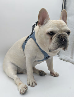 MAGNUS Canis classic blue denim french bulldog harness three quarter view on a cute blonde dog.