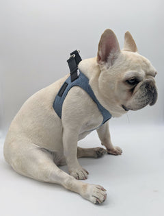Profile view of blonde french bulldog wearing his custom made blue denim harness by MAGNUS Canis.