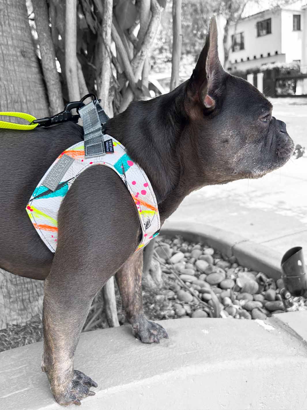 A frenchie walks on a wall and gazes off into the distance.