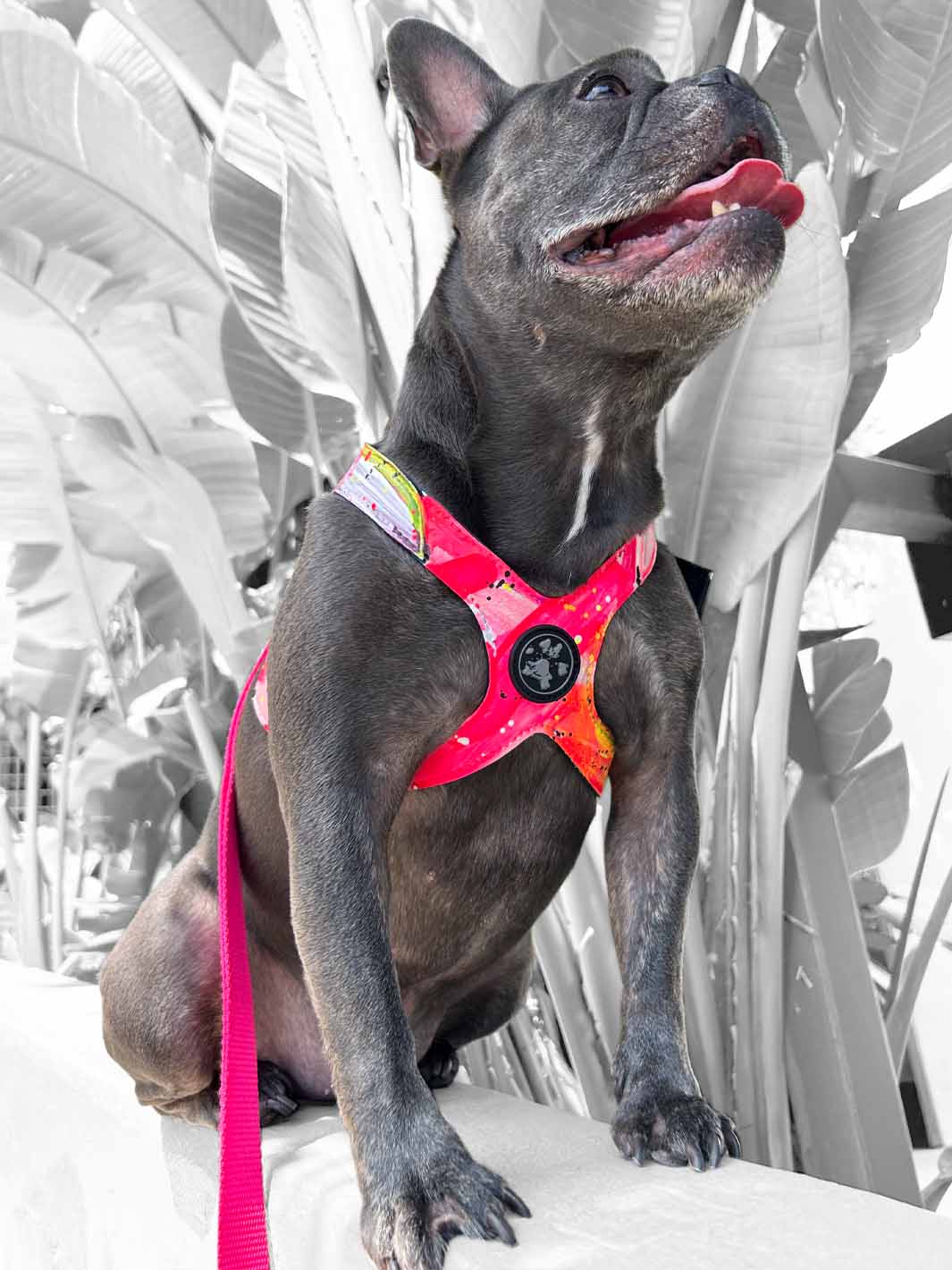 A heroic photo of a brave frenchie wearing MAGNUS Canis dog harness.