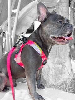 Left side view of a blue brindle puppy wearing a limited edition dog harness.