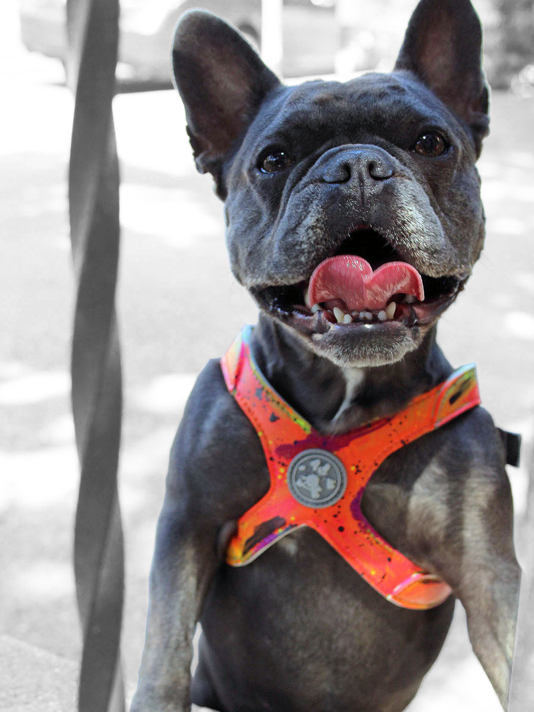 A cute blue frenchie smiling with white teeth and wearing a limited edition french bulldog harness.