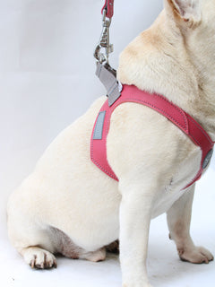 The MAGNUS Canis tugger french bulldog harness in color pink worn by a cream frenchie.