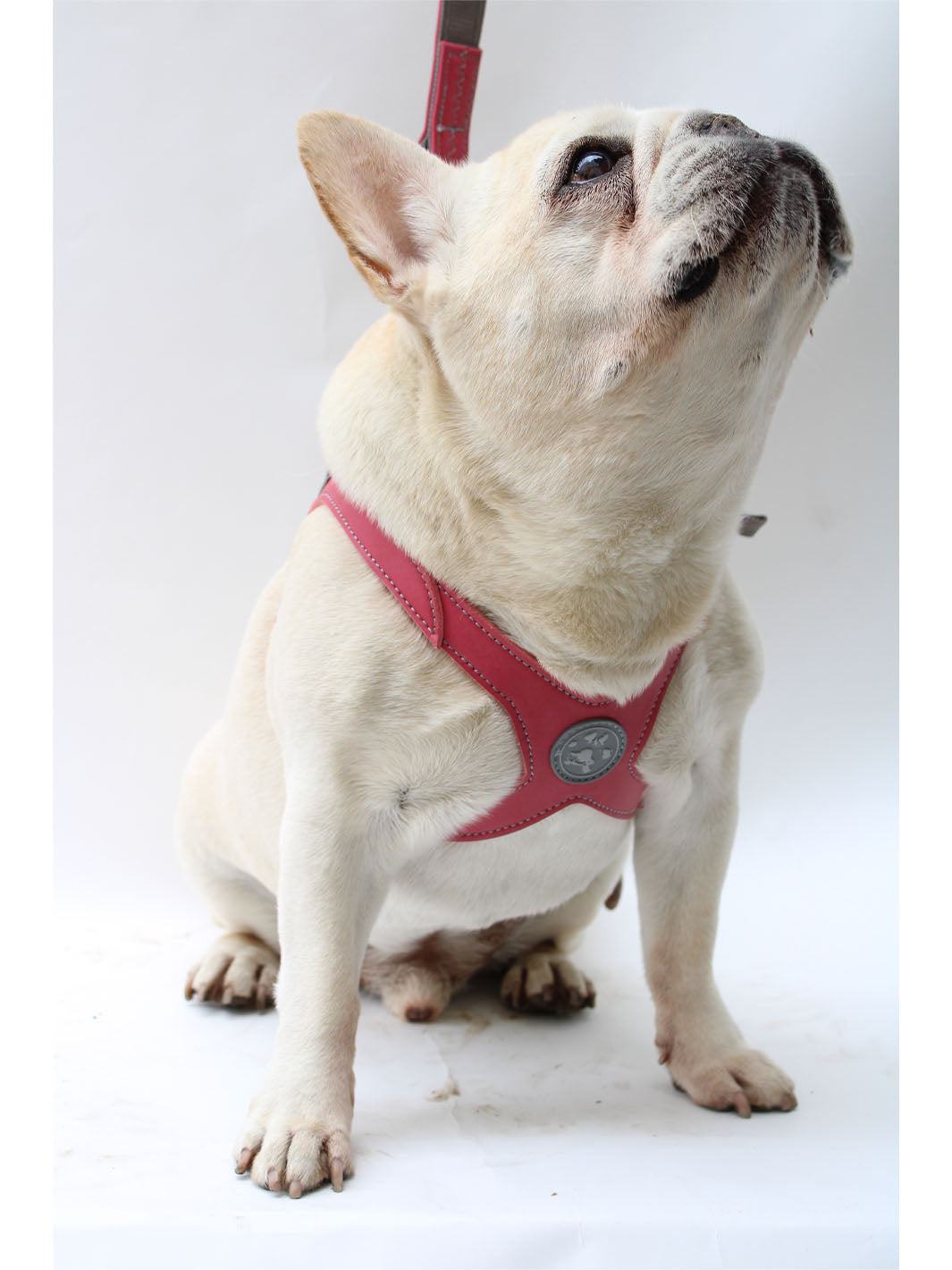 A cute cream french bulldog eats a treat on the photoset while wearing a pink MAGNUS Canis dog harness.