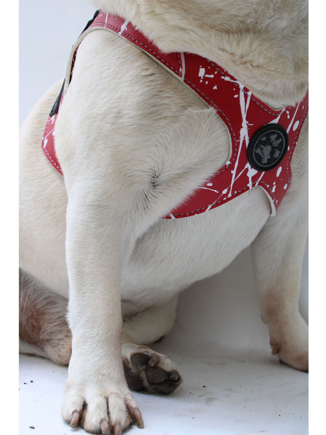 Chest detail photo of a cream frenchie wearing a bright red dog harness by MAGNUS Canis.