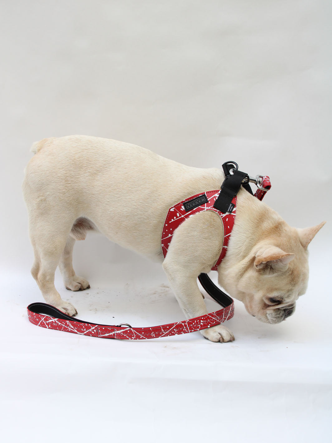 Cream bulldog walking around a photoset and wearing a red vegan leather frenchie harness.