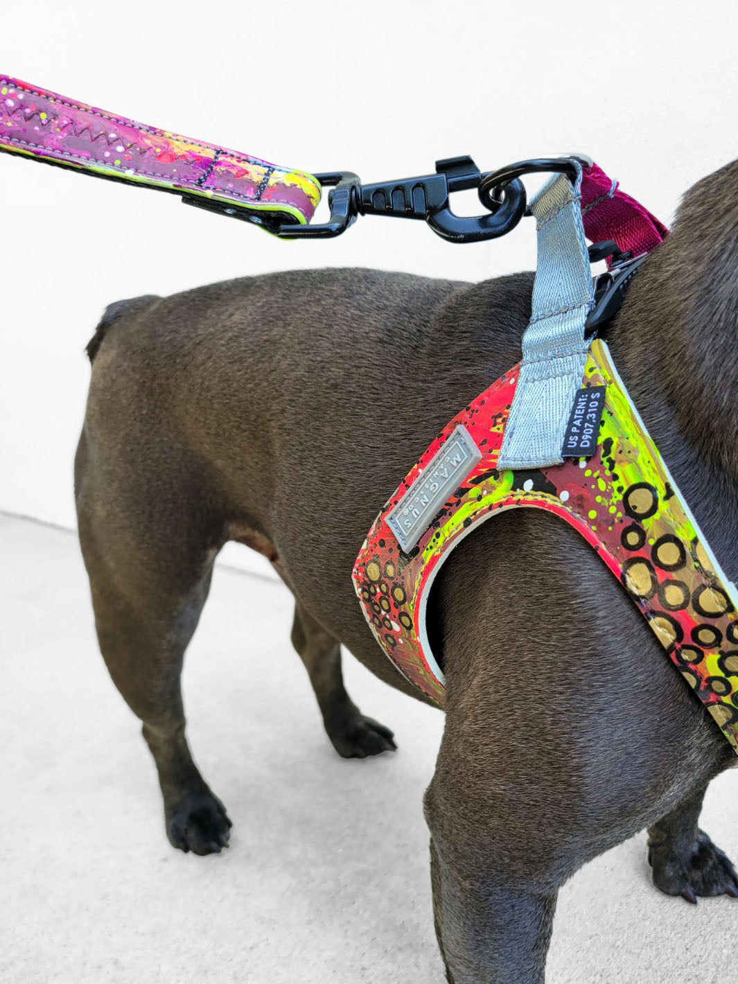 Shoulder view of a dog harness.