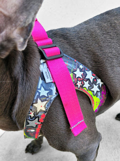 Left shoulder detail photo of a dog wearing a french bulldog harness.