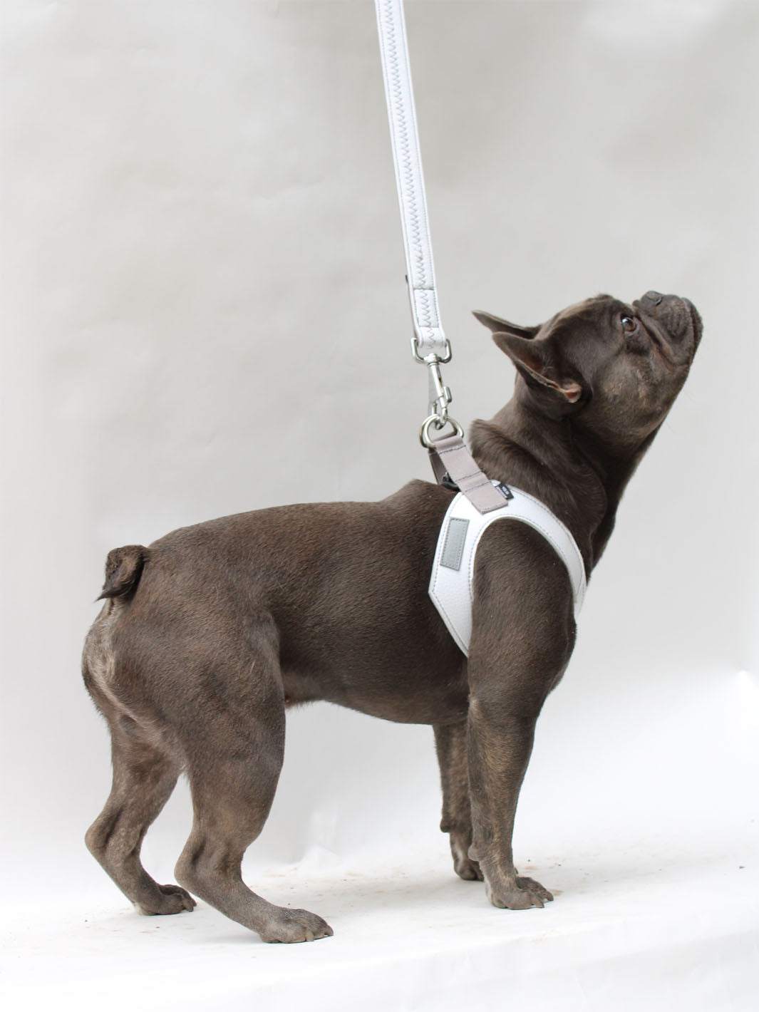 Small brindle french bulldog wearing a white leather dog harness by MAGNUS Canis.