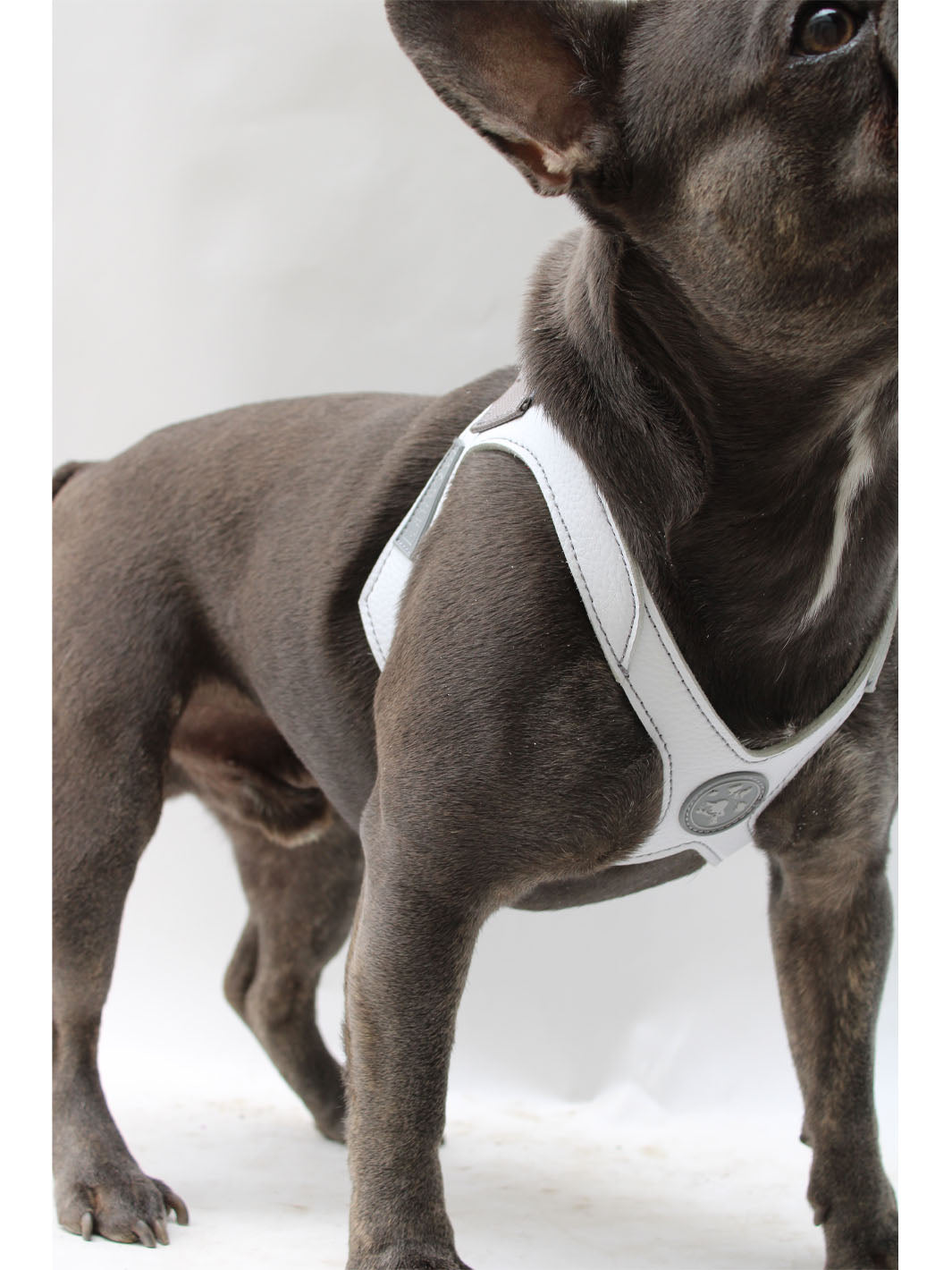Close up front neck detail of cute blue frenchie wearing the white vegan leather tugger harness by MAGNUS Canis.