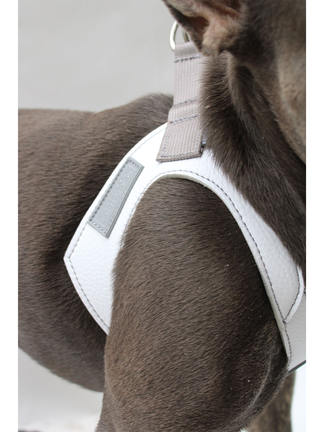 White leather dog harness on brindle frenchie.