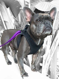 The black denim french bulldog harness on a brown frenchie.
