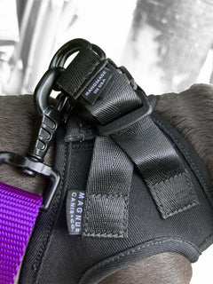 The german technology magnetic buckle system on a french bulldog harness by MAGNUS Canis.