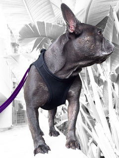 A blue brindle frenchie looks to its right and is wearing a black denim vest style harness by MAGNUS Canis.