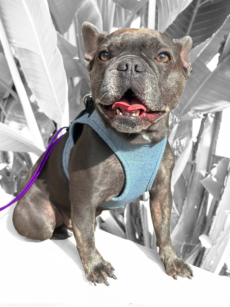 Smiling french bulldog puppy wearing a limited edition blue denim vest style harness by MAGNUS Canis.